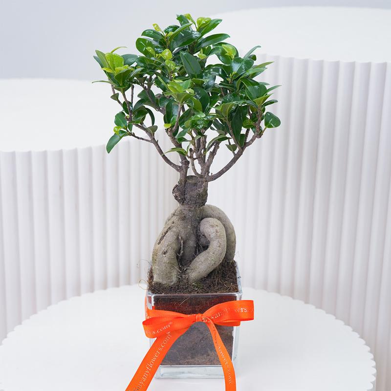 For My Fellow Bonsai Plant in Box in Dubai