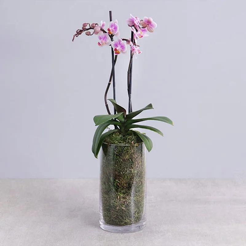 2-stem-purple-mini-orchid-plant-in-cylinder-vase_1.webp