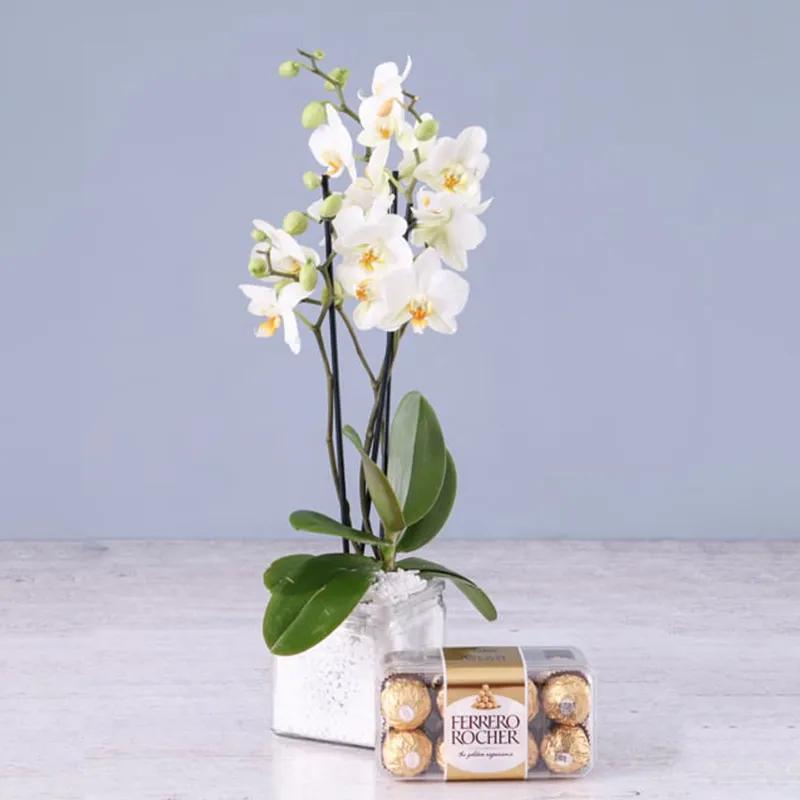 3-stem-white-orchid-plant-with-ferrero-rocher-16pcs_1.webp