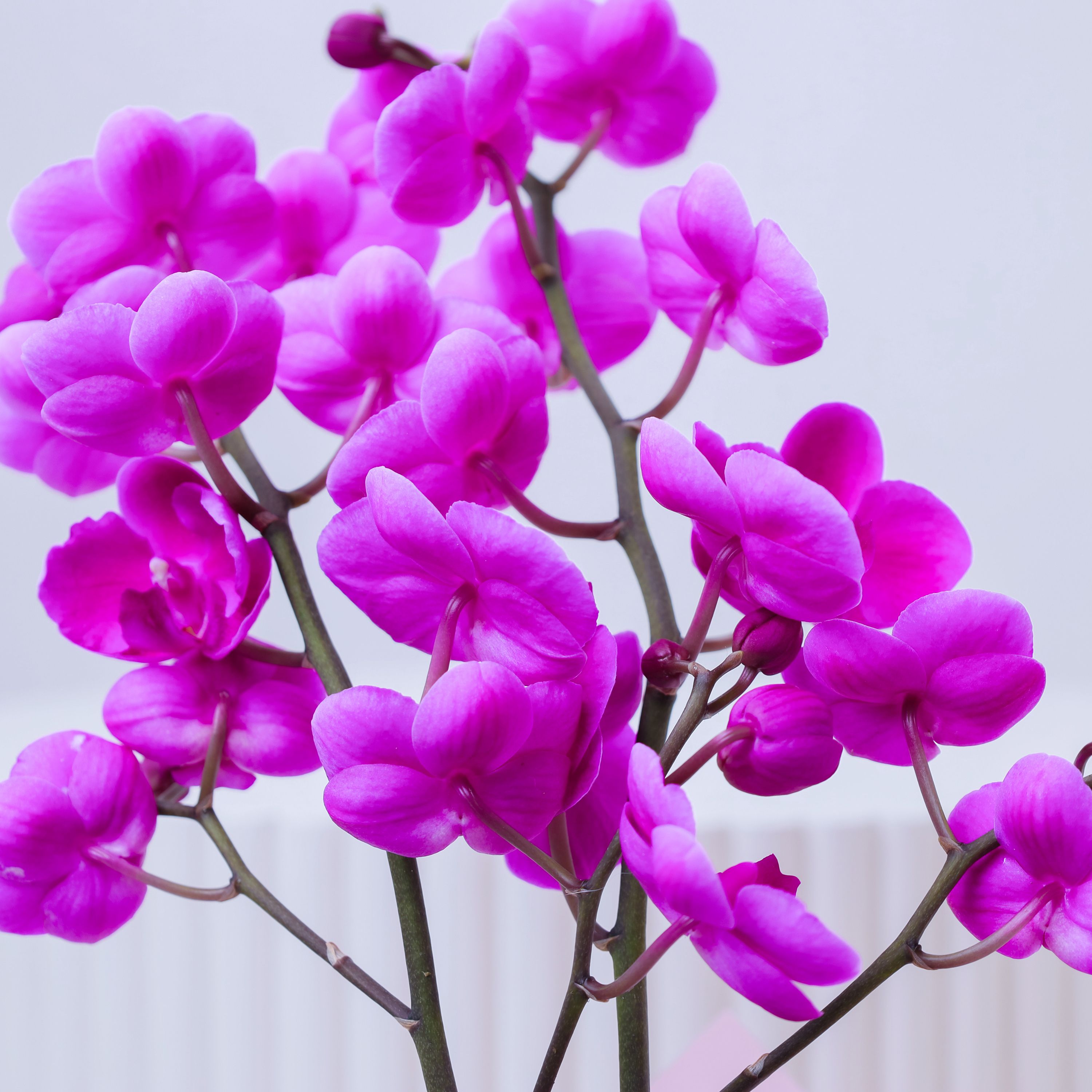 Mini Purple Orchid Plant in Pink Wrapping thumbnail 3