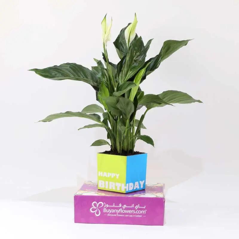 Birthday Peace Lily Plant thumbnail 3