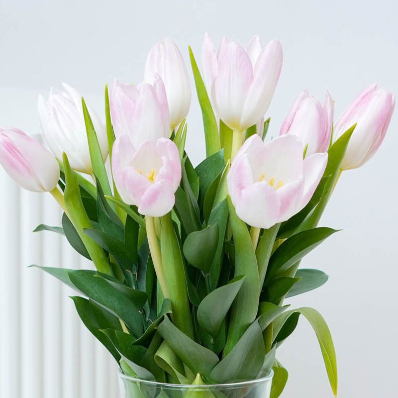 Delicate 11 Tulips thumbnail 2