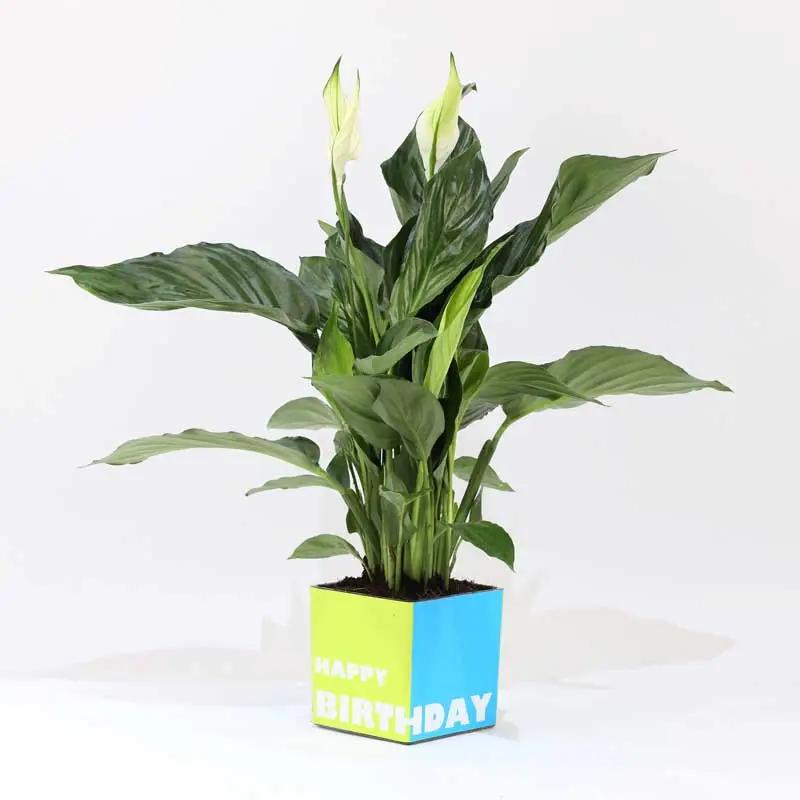 birthday-peace-lily-plant_1.webp