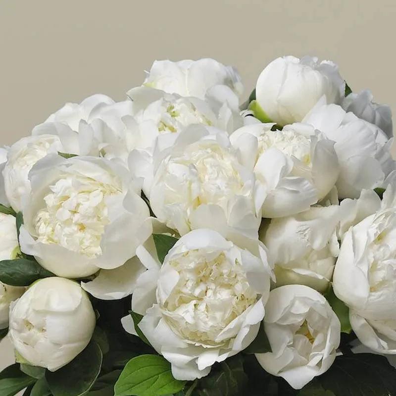 Freeze 30 White Peonies Bunch thumbnail 2