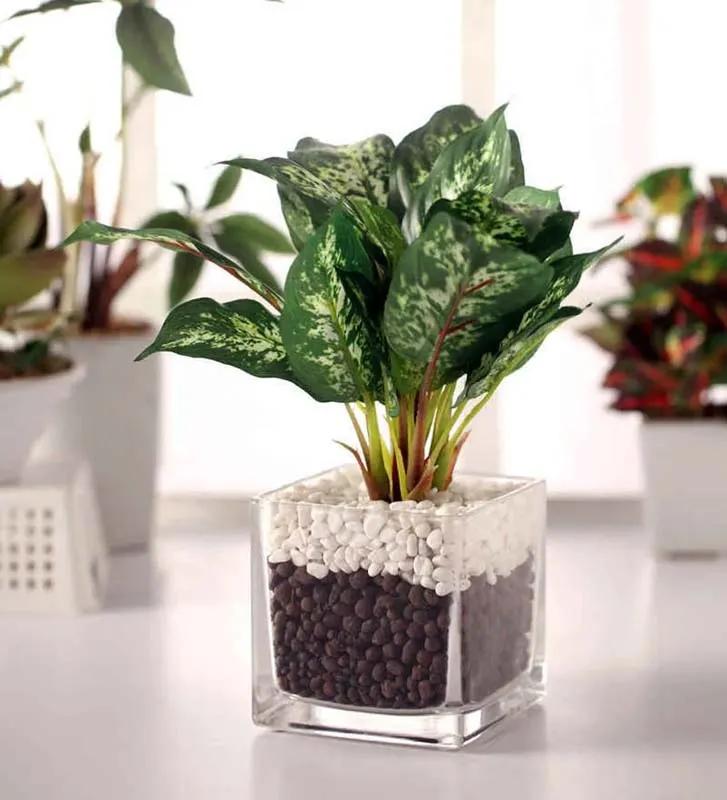 Dieffenbachia Plant in Square Vase