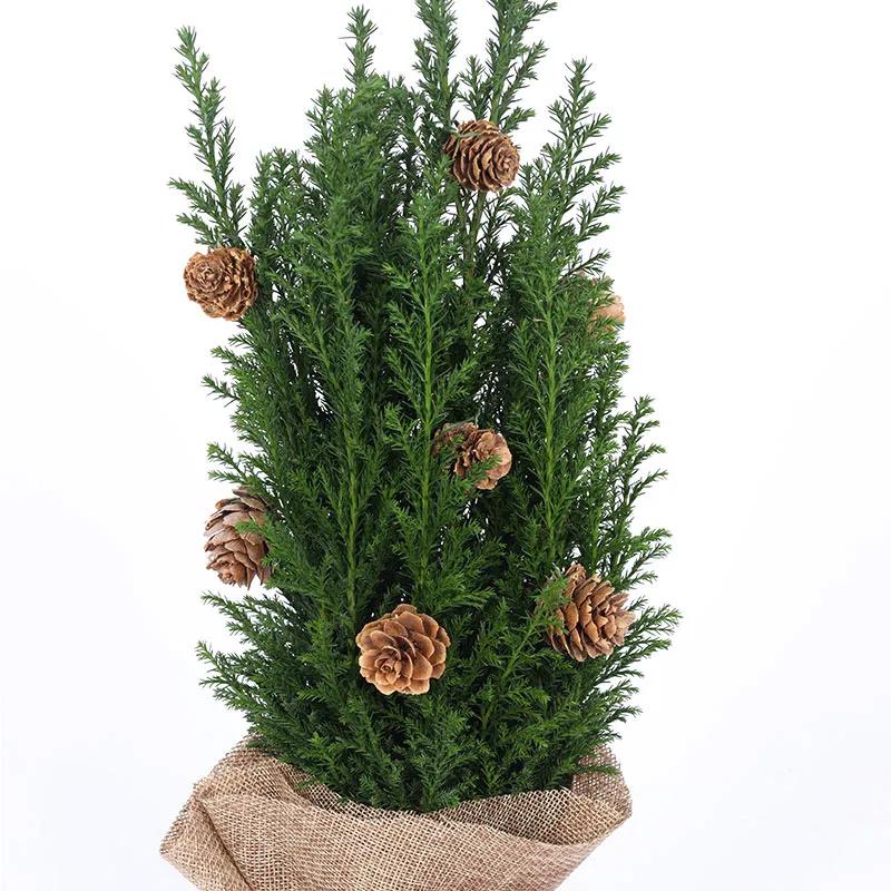 Mini Fresh Christmas Plant with Pine Cones - Plants gift from Buy Any Flowers Dubai in Al Quoz Industrial Area 4, Dubai, UAE - image 3