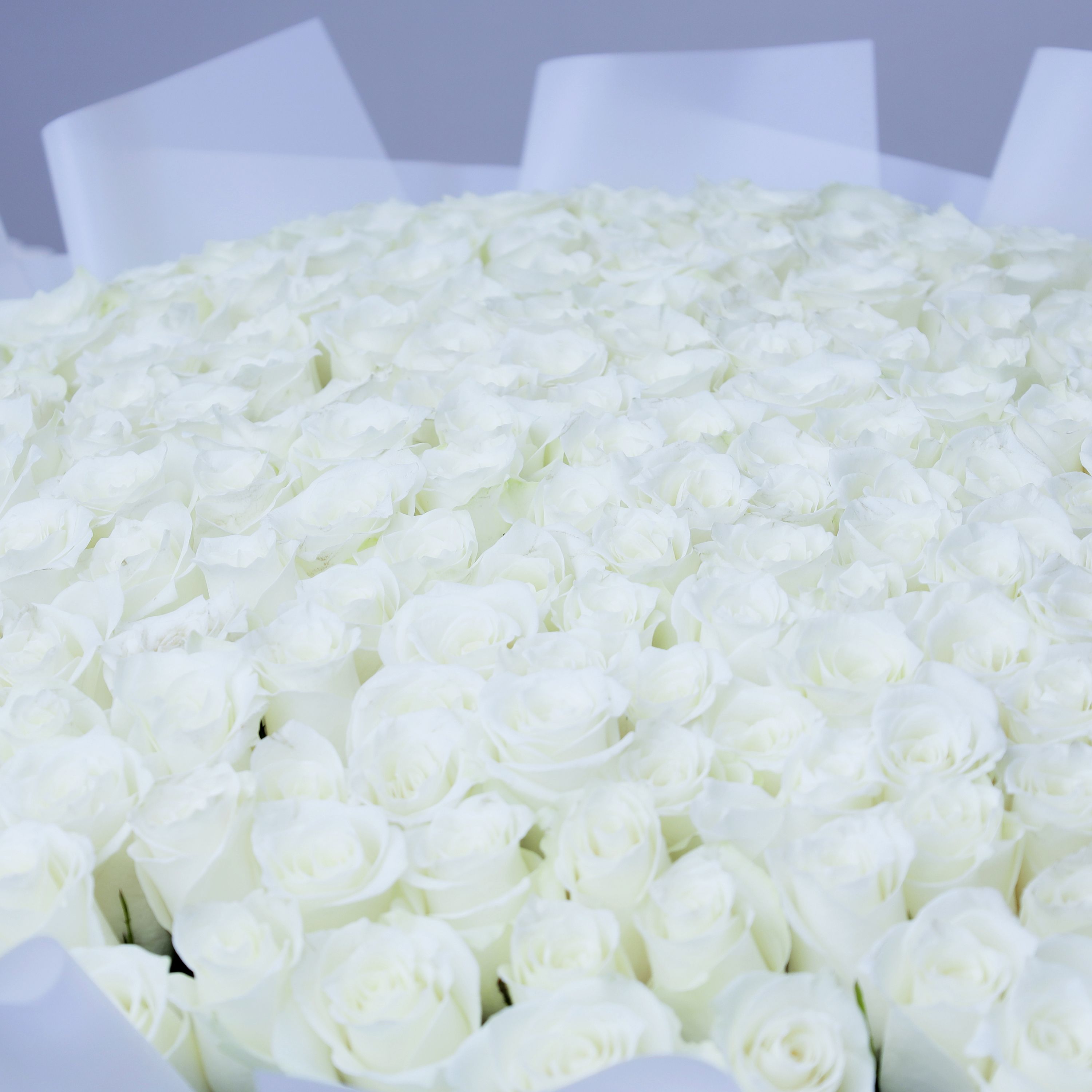 Delicate 201 White Roses Bouquet thumbnail 3