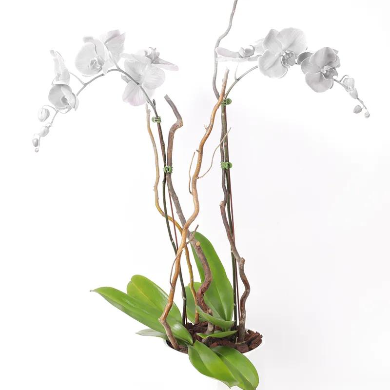 Double Stem White Orchid Plant in White Pot thumbnail 3