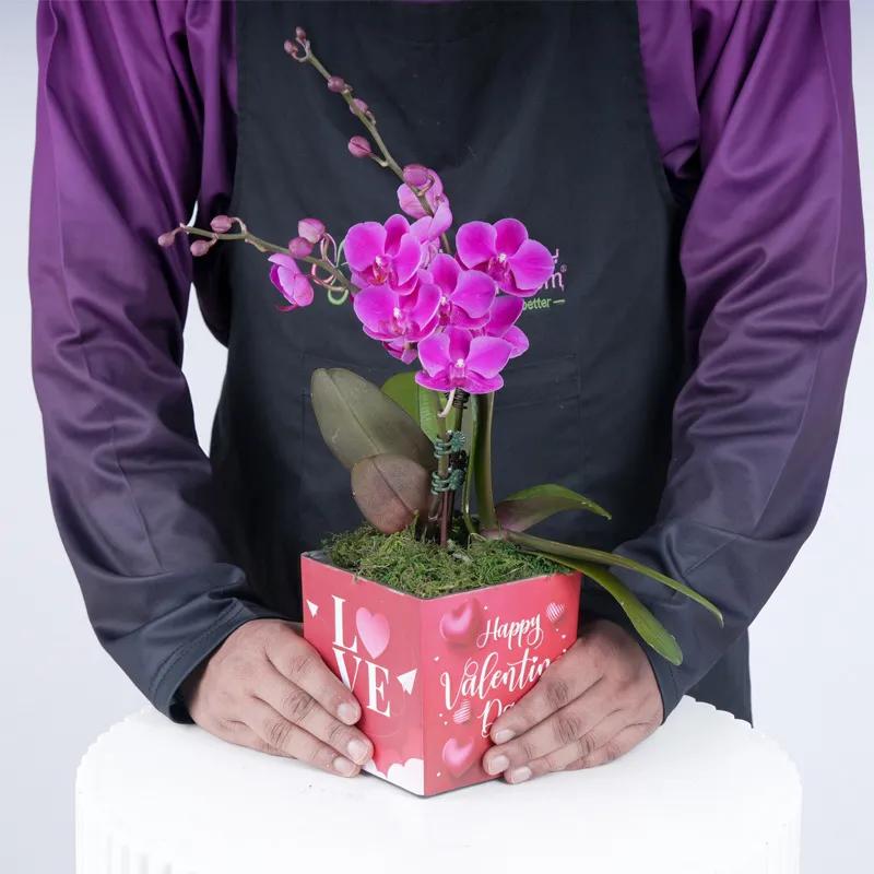 Valentine 2 Stem Mini Purple Orchid Plant - Plants gift from Buy Any Flowers Dubai in Al Quoz Industrial Area 4, Dubai, UAE - image 2