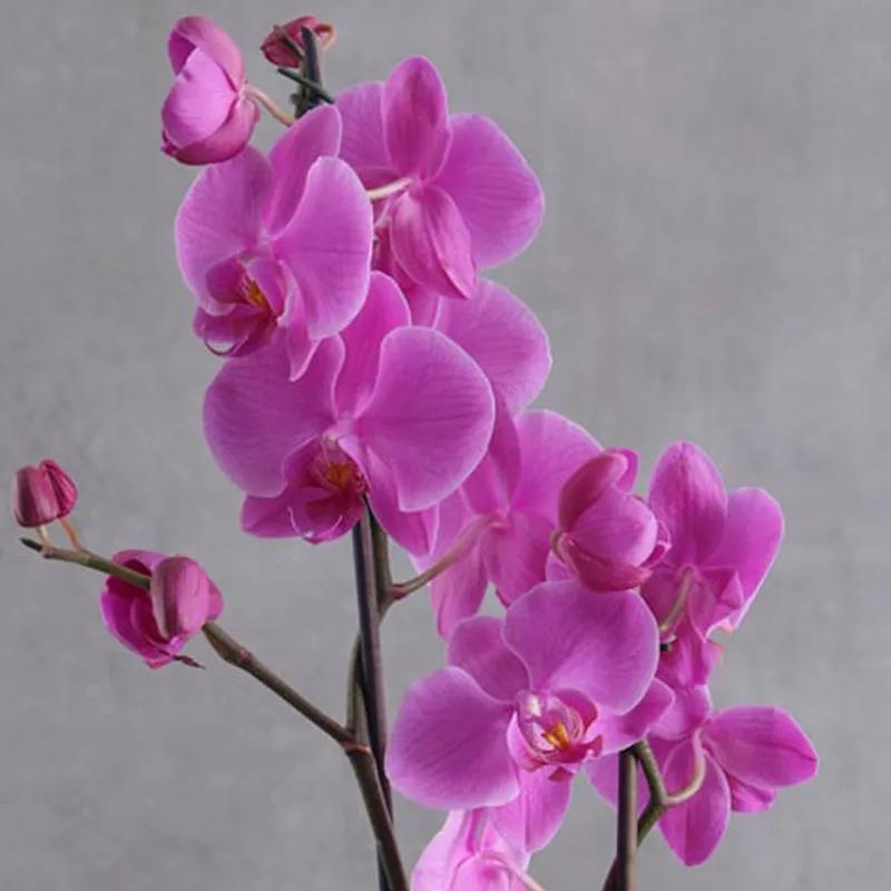 Fantastic Plants and Flowers in Box thumbnail 3