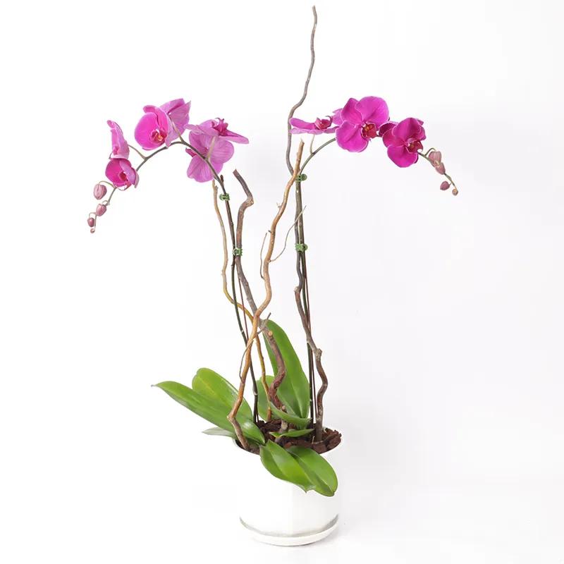 double-stem-purple-orchid-plant-in-white-pot_1.webp