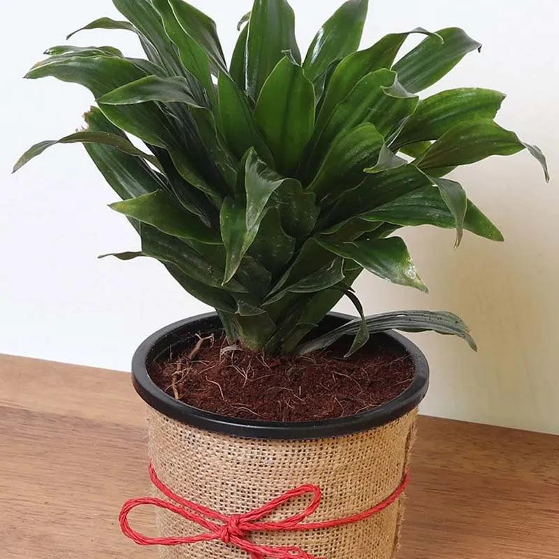 Dracaena Compacta Plant in Jute Wrap thumbnail 2