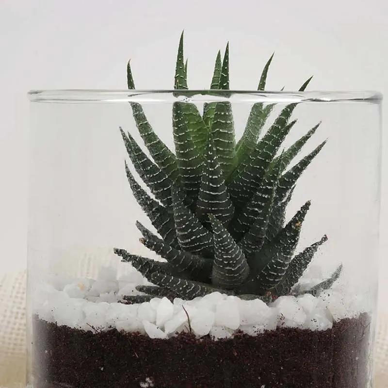 Haworthia Plant in Cylinder Vase thumbnail 2