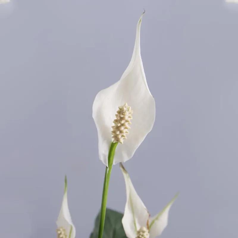 Peace Lily Plant in White Round Box thumbnail 2