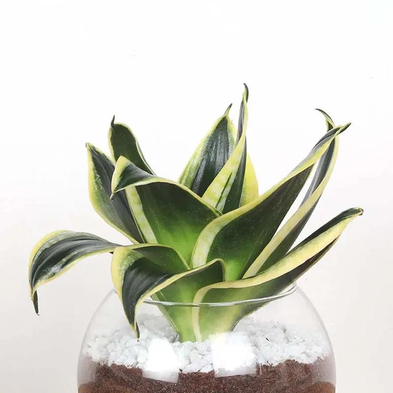 Sansevieria in Fish Bowl thumbnail 2