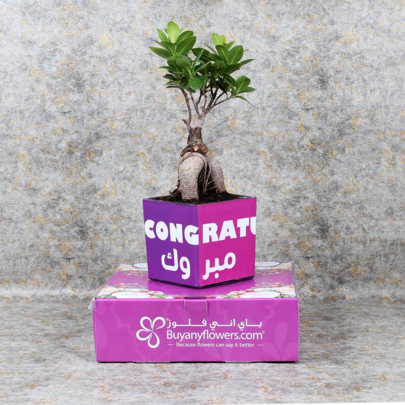 Congratulations Bonsai Plant thumbnail 3