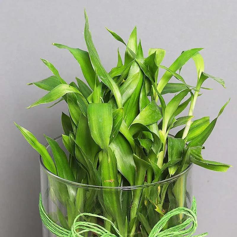 3 Layer Lucky Bamboo in Cylinder Vase thumbnail 2
