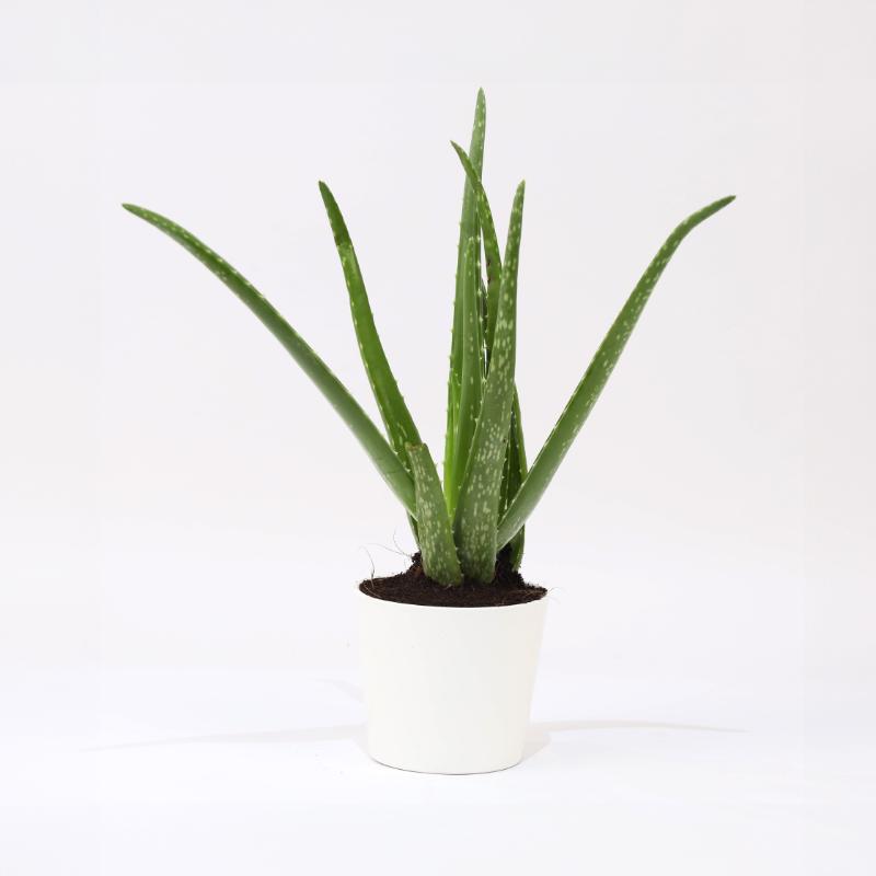 aloeveraplantinwhitepot_d6e2cc.webp