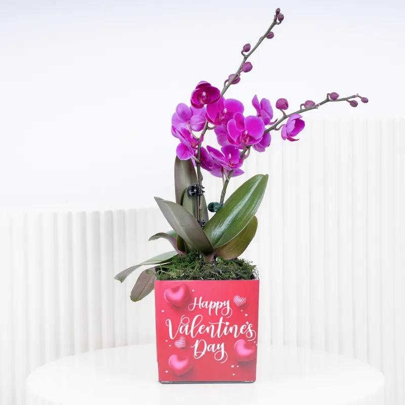 Valentine 2 Stem Mini Purple Orchid Plant in Dubai