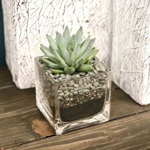 green-echeveria-in-square-vase_1.webp