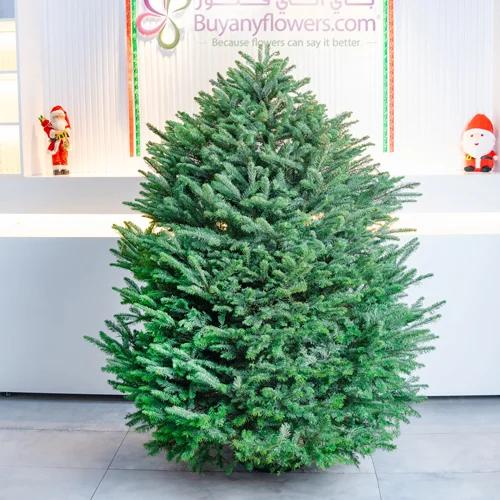 Fresh Premium Christmas Tree 150cm - Gifts gift from Buy Any Flowers Dubai in Al Quoz Industrial Area 4, Dubai, UAE - image 2