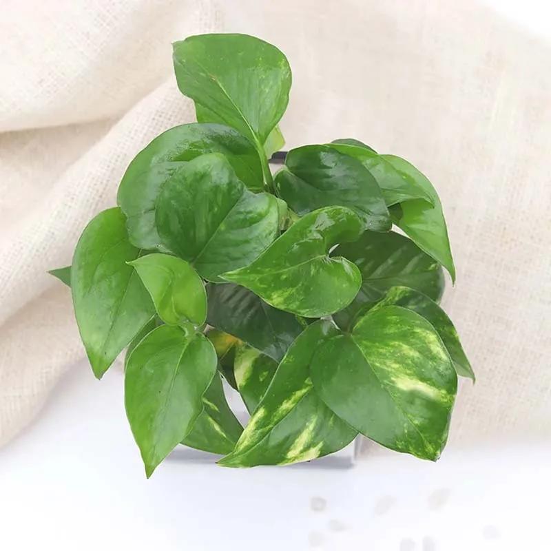 Money Plant in Vase thumbnail 3