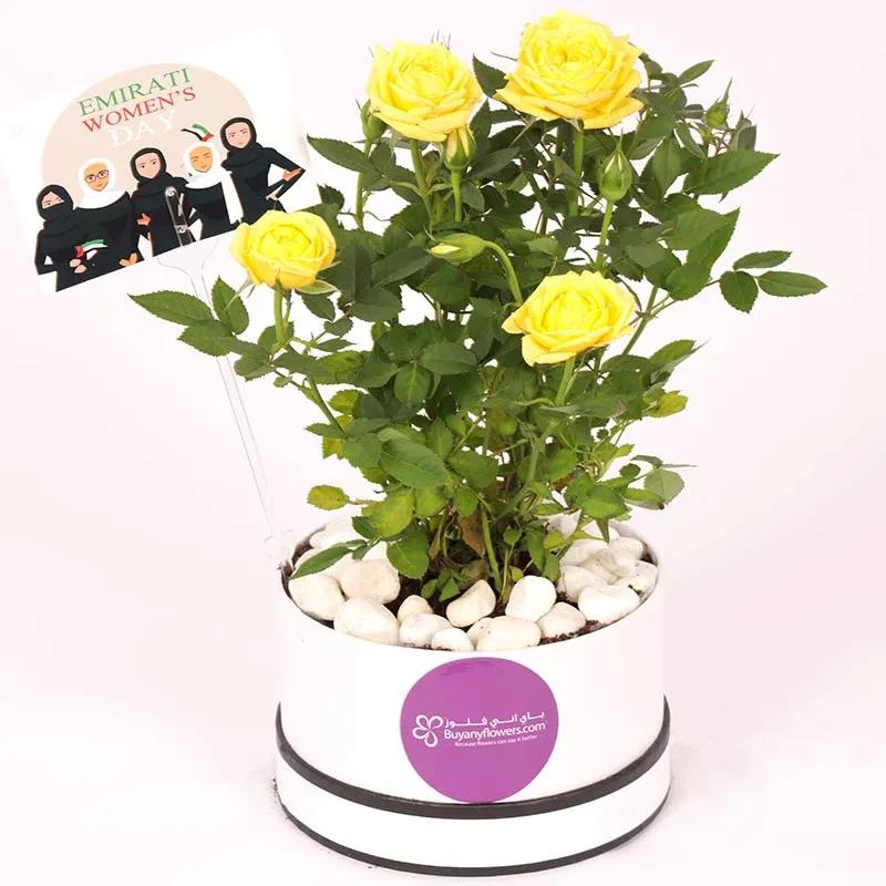 Yellow Rose Plant in White Box for Emirati Womens Day - Plants gift from Buy Any Flowers Dubai in Al Quoz Industrial Area 4, Dubai, UAE - image 2