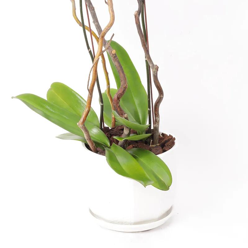 Double Stem Purple Orchid Plant in White Pot thumbnail 3