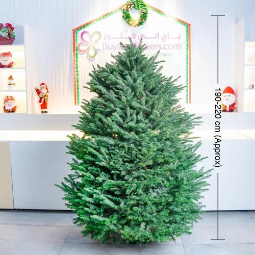 Fresh Christmas Tree 210cm 1