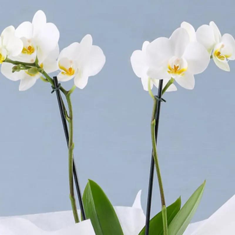 2 Stem White Orchid Plant in White Wrapping thumbnail 2