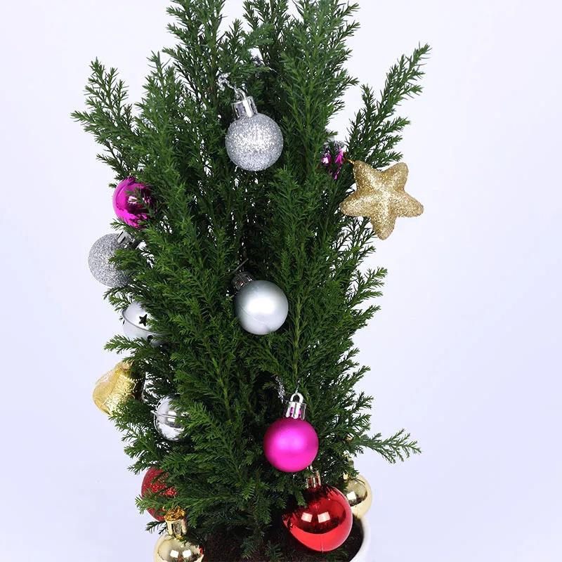 Mini Fresh Christmas Plant with Ornaments thumbnail 3