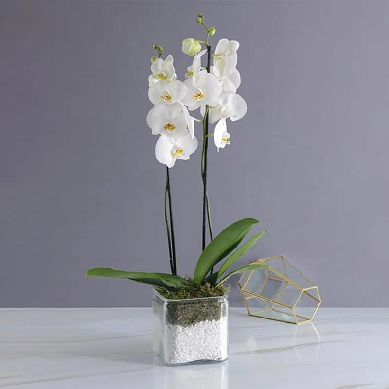 2-stem-white-orchid-plant-in-vase_1.webp
