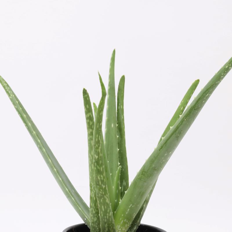 Aloe Vera Plant in Black Pot thumbnail 2