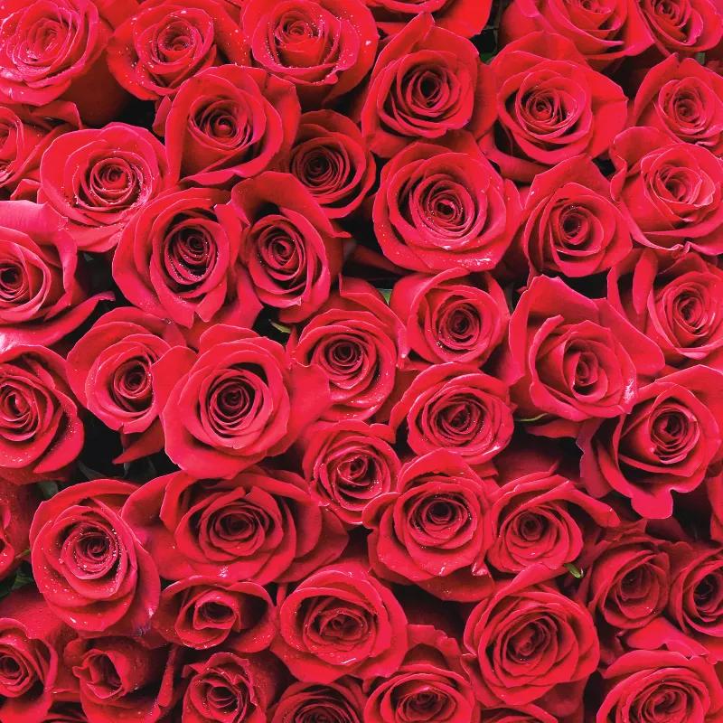 Endless Love 175 Red Roses Box - Flowers gift from Buy Any Flowers Dubai in Al Quoz Industrial Area 4, Dubai, UAE - image 2