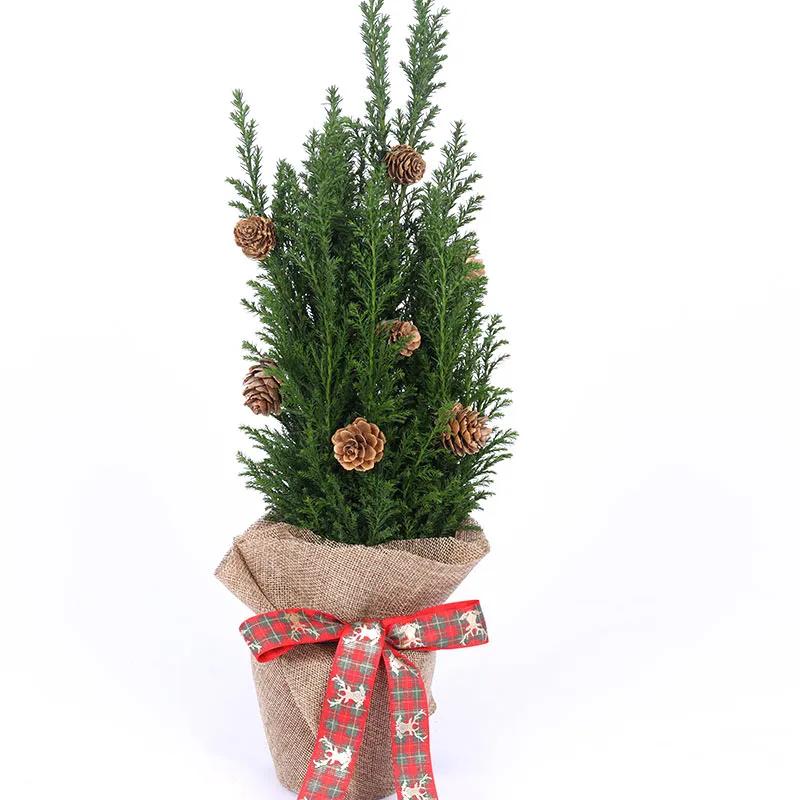 Mini Fresh Christmas Plant with Pine Cones - Plants gift from Buy Any Flowers Dubai in Al Quoz Industrial Area 4, Dubai, UAE - image 2