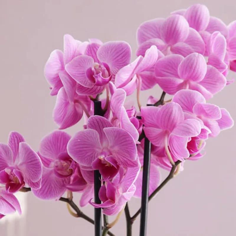 2 Stem Mini Purple Orchid Plant in Pink Wrapping thumbnail 2