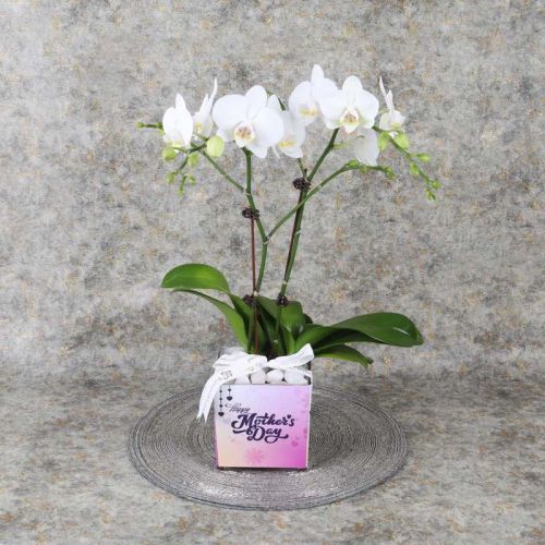mothers-day-2-stem-white-mini-orchid-plant_1.webp
