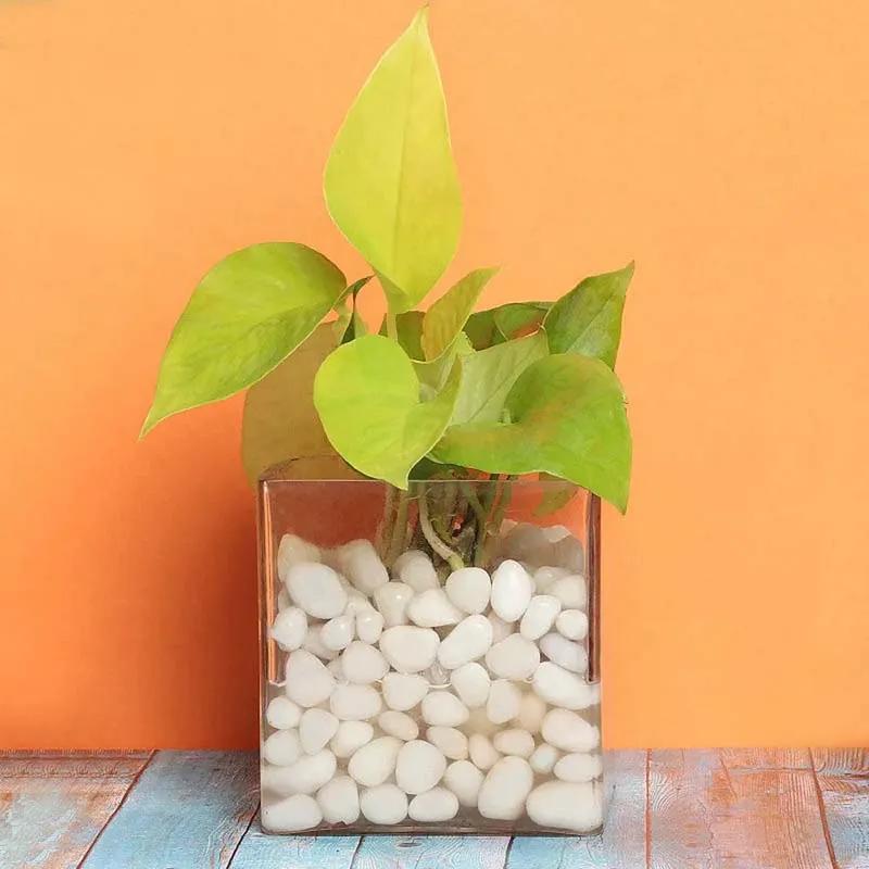 Money Plant in Clear Vase thumbnail 2