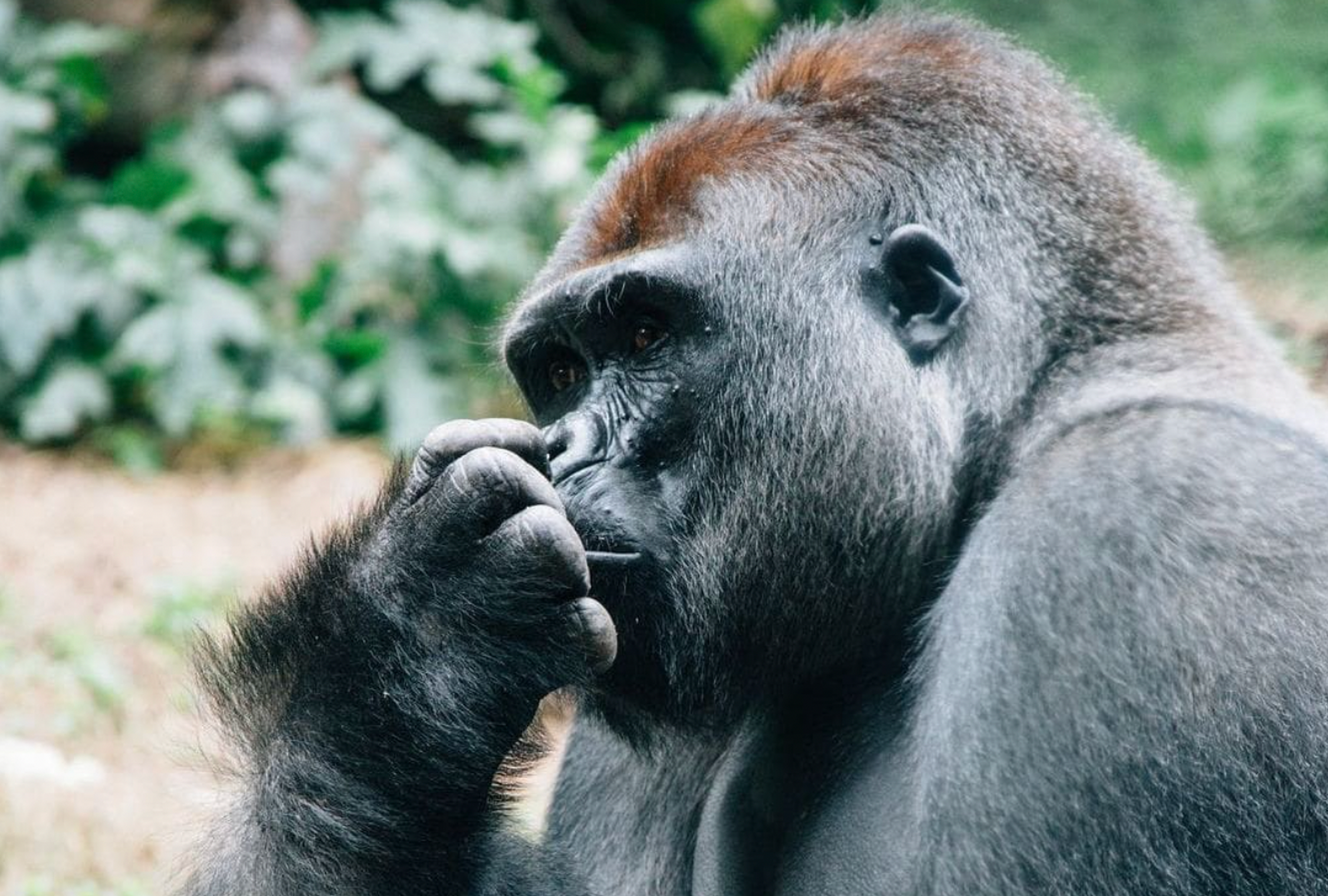 proteccion de los gorilas en gabon