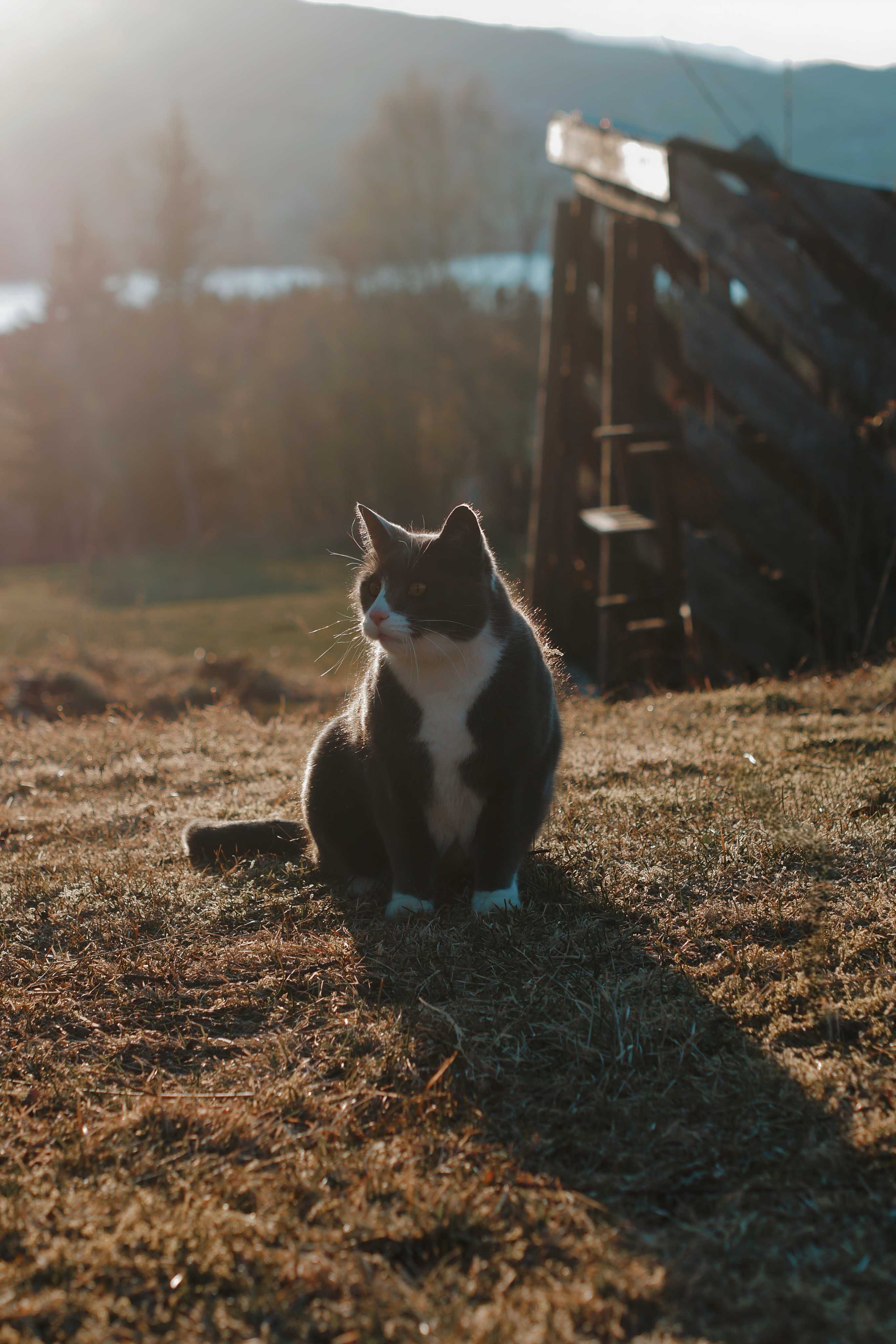 Katteforsikring