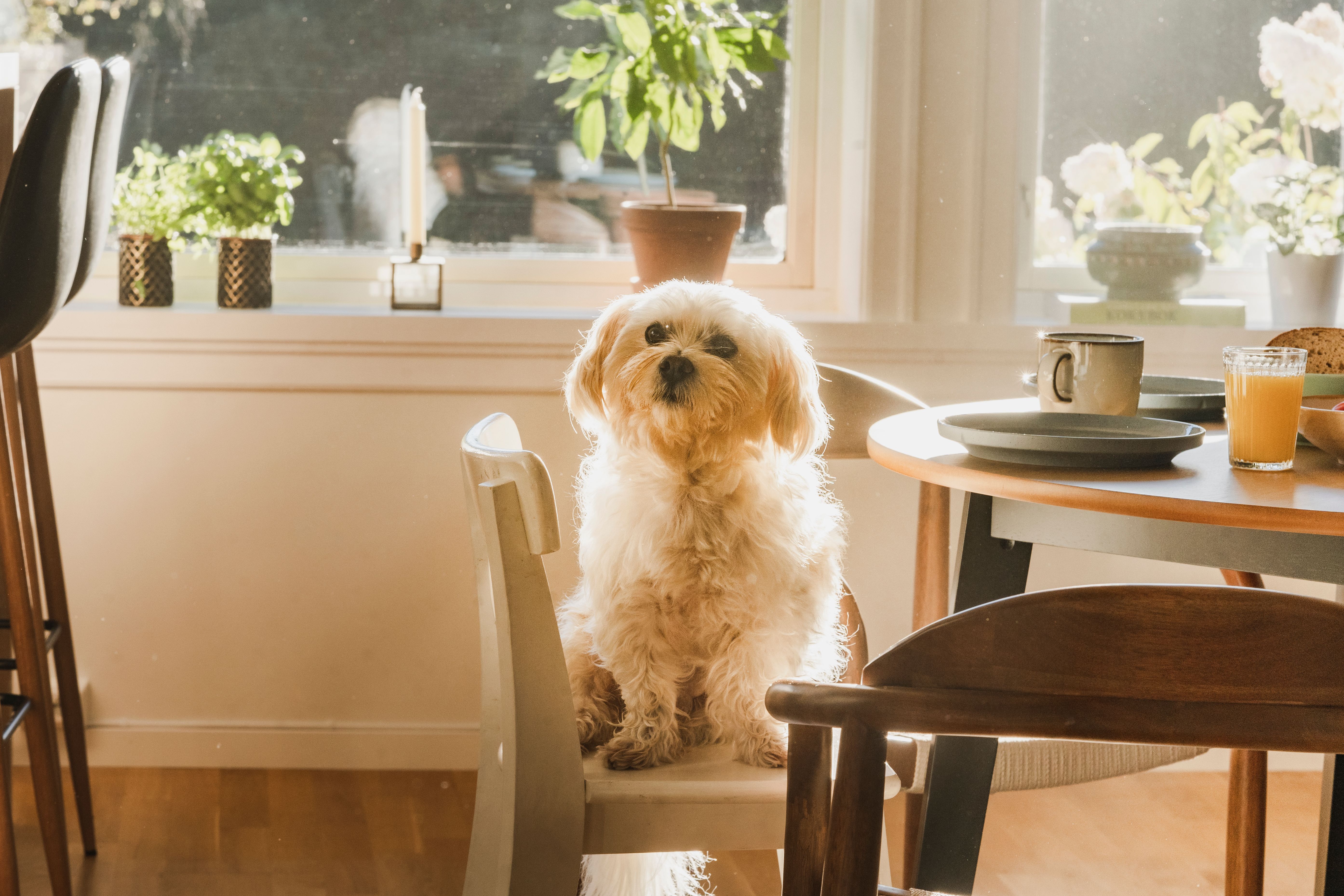 Behov for å snakke med veterinær?