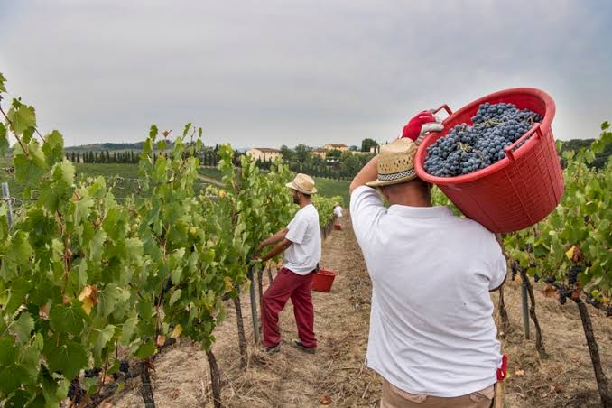 Vendemmia 2026