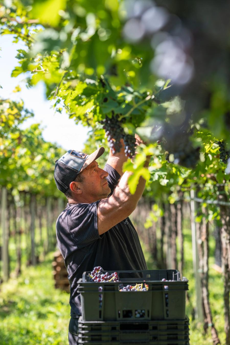 Vendemmia 2026: un’annata segnata dal caldo