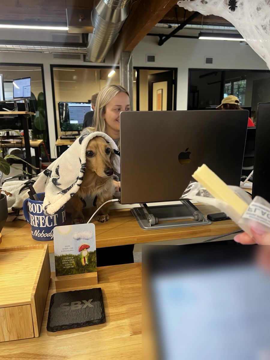 Sproutbox office dog wrapped in a blanket at a teammate's desk