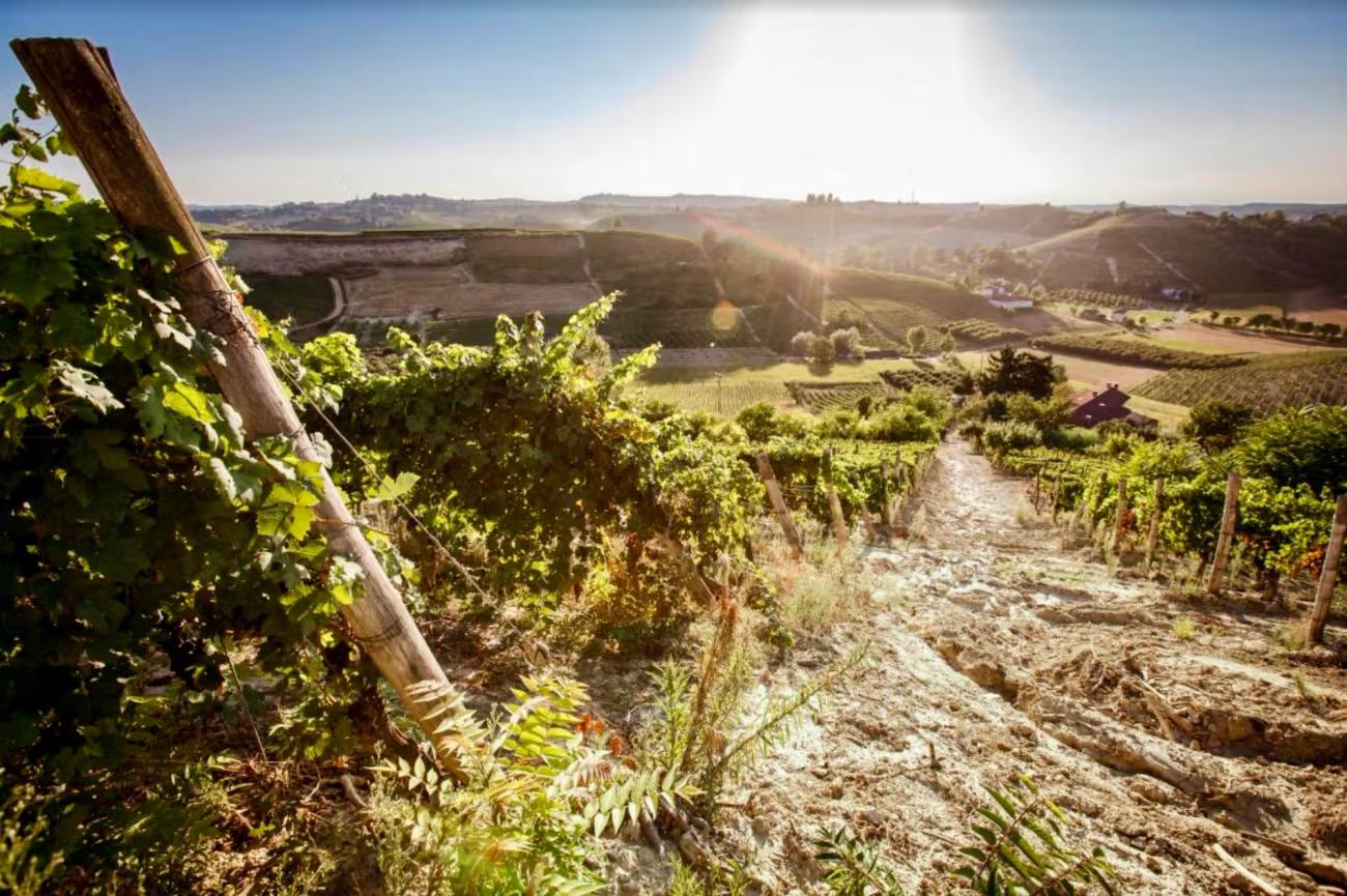 Vinory wine among the vines