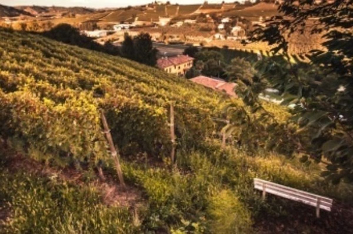 Vineyards in Piemonte