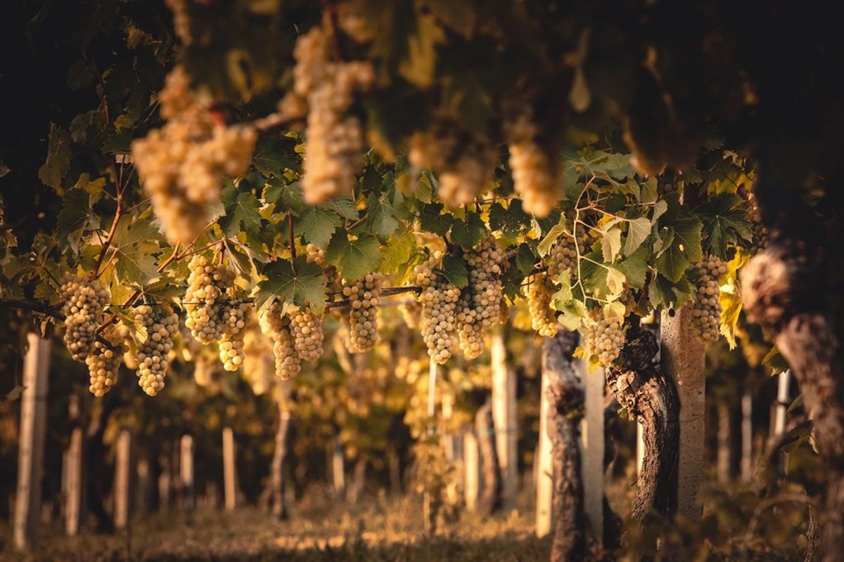 Vinory vineyard