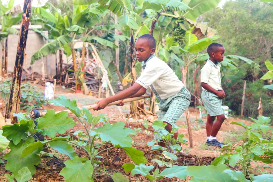 School Garden