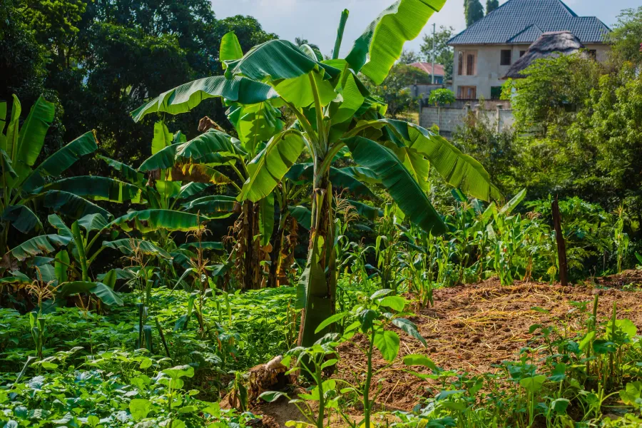 School Garden