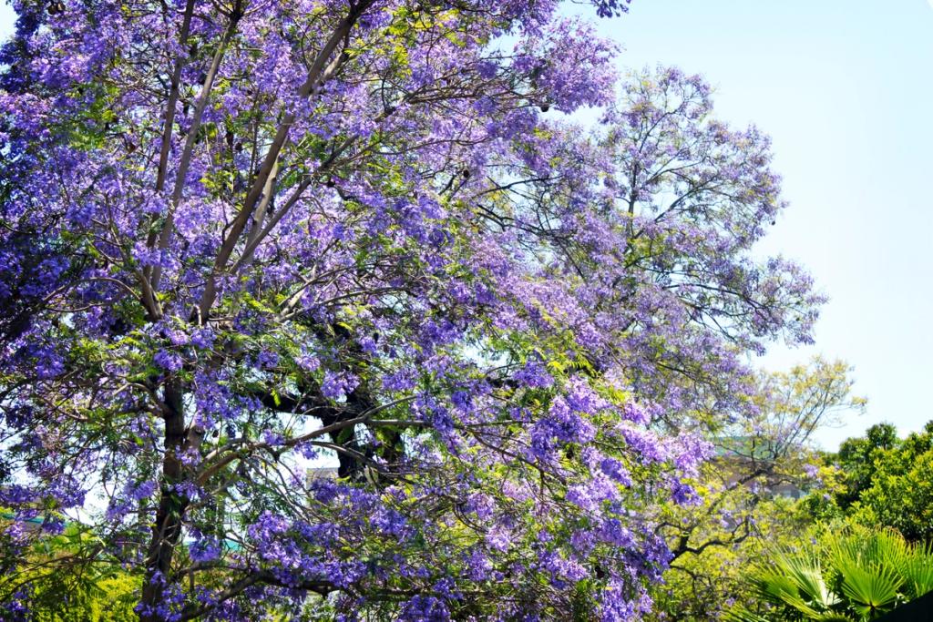 Tree with violet flowers